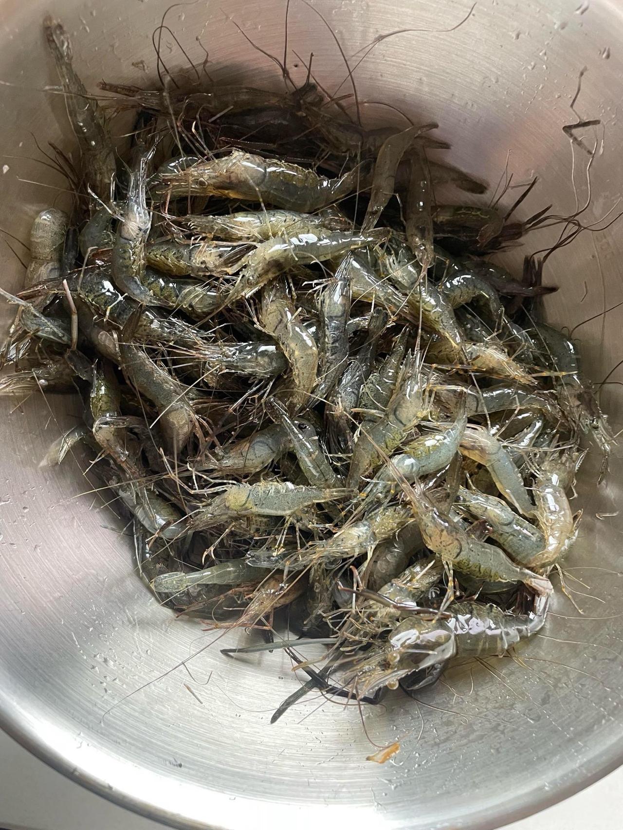 买到河虾了
