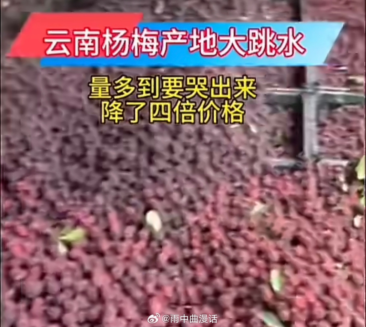 杨梅价格暴跌杨梅身价暴跌，是供应链脆弱性的集中爆发。娇贵的水果遇上诚信缺失，导致