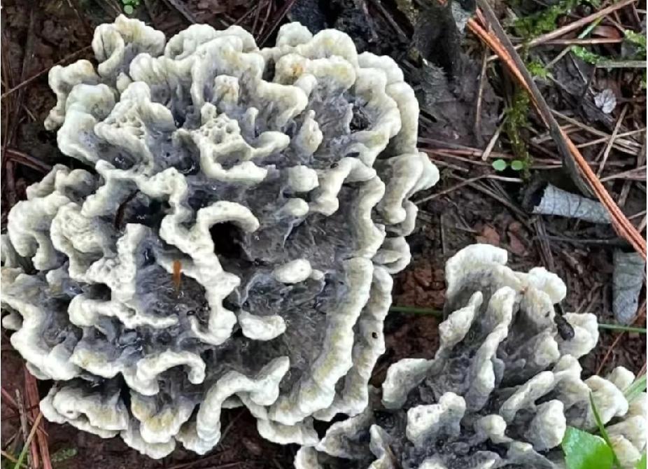 作为土生土长的云南人，今天才知道这种菌能吃，而且还最贵[泣不成声]

天知道啊，
