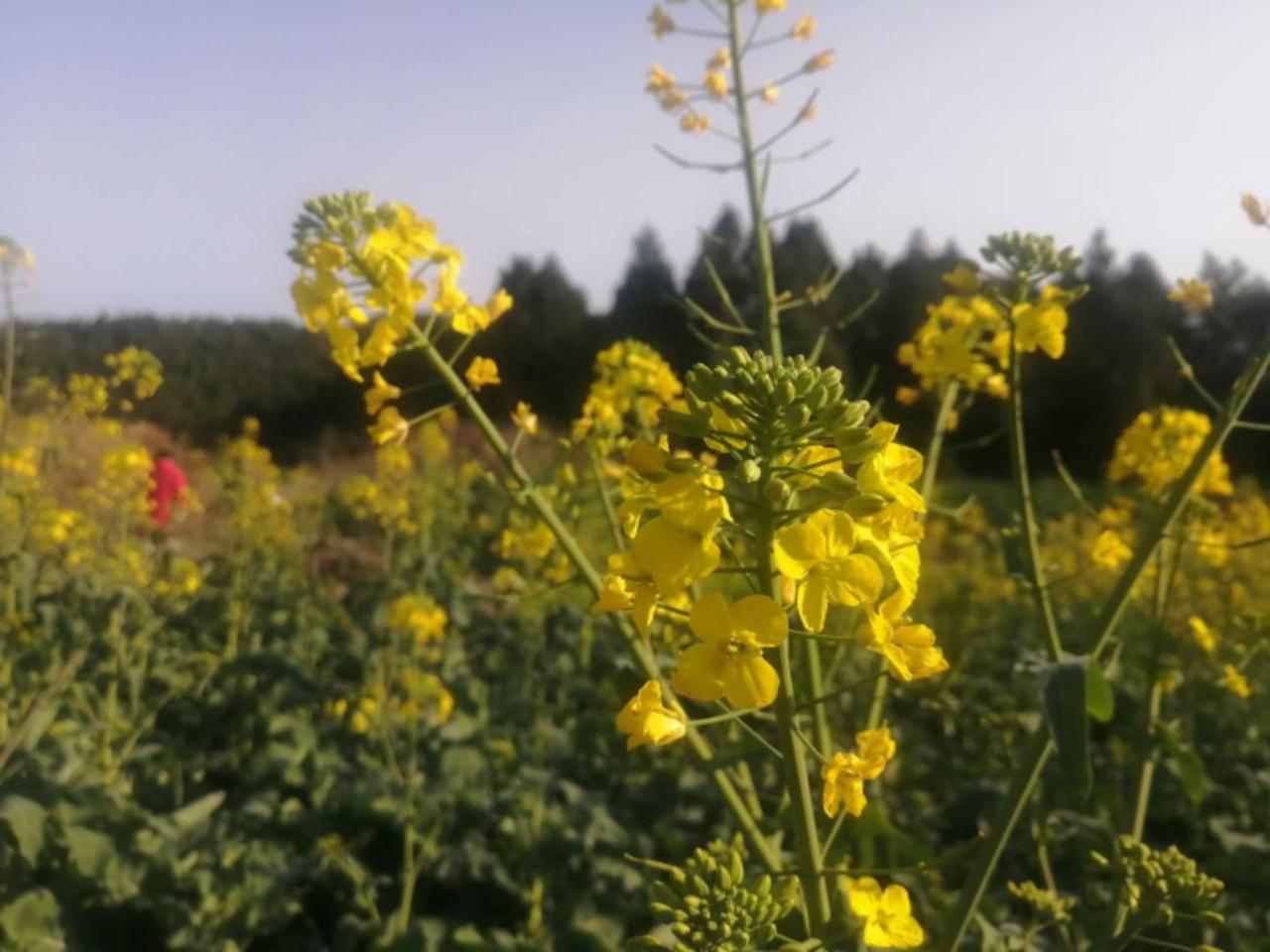 故事的小黄花，从相遇那天就飘着~，可是，花开了，你却不在身边了