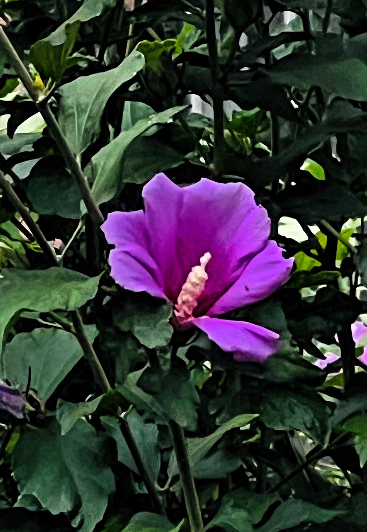分享美丽绽放的花朵