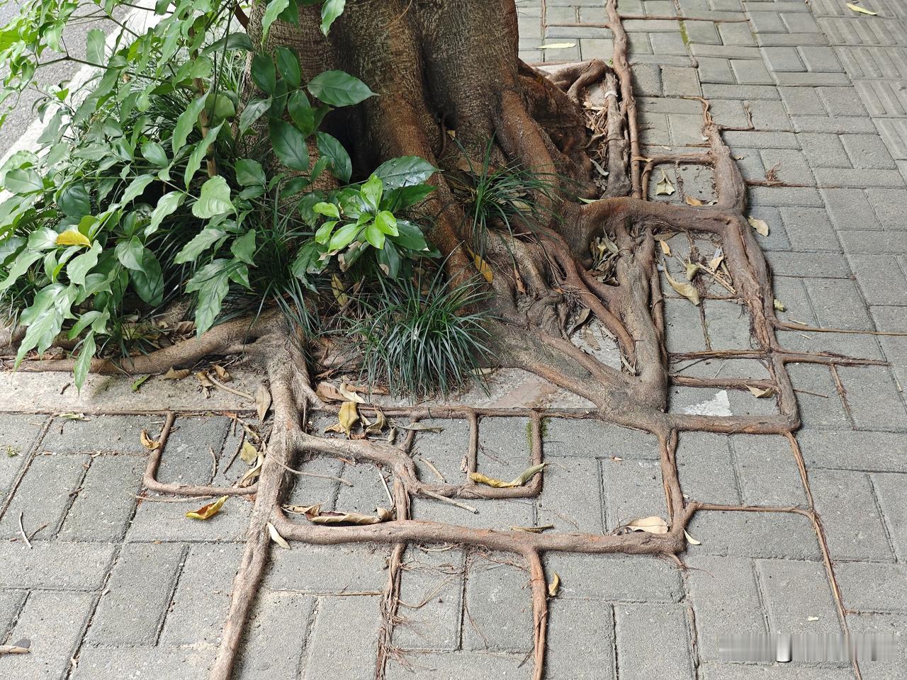 福州榕树根系发达，延伸到砖块的缝隙里。
倔强的根须顺着地砖的缝隙四处蔓延，紧紧扒