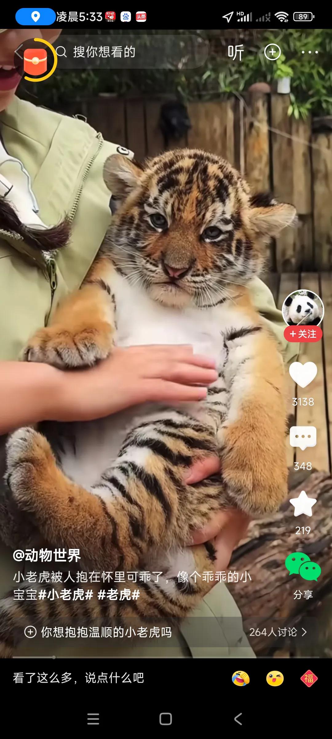 才一二个月的小老虎非常漂亮，爪子和我们成年人手差不多大了，所以老虎长大后，就是大