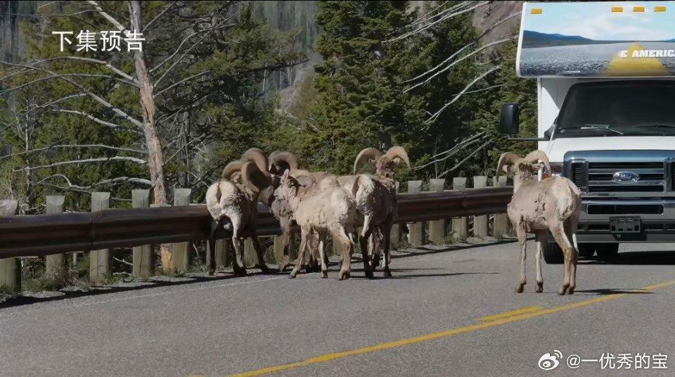 哦？下一集岩羊遇见了山羊🐐！比比谁的攀岩能力强！一博加油