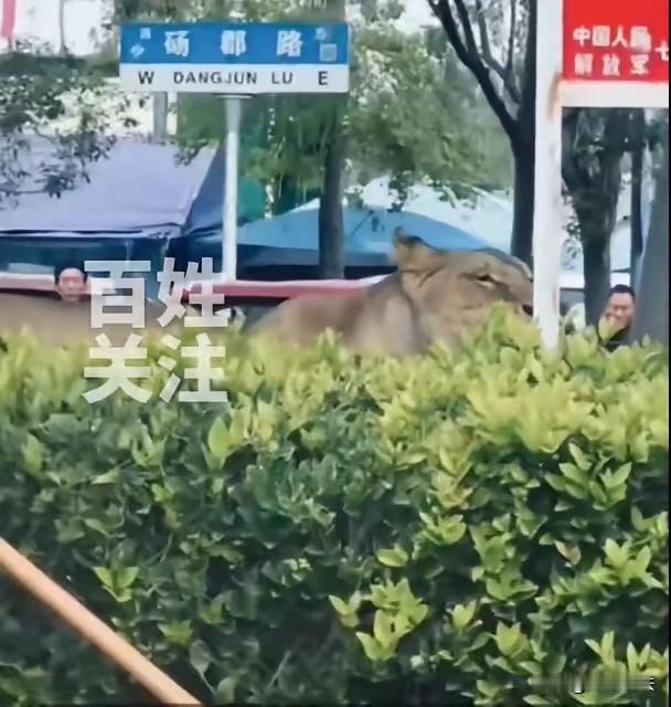 这起发生在安徽县城的狮子在马路上自由奔跑事件，充分体现出动物管理与公共安全的重要