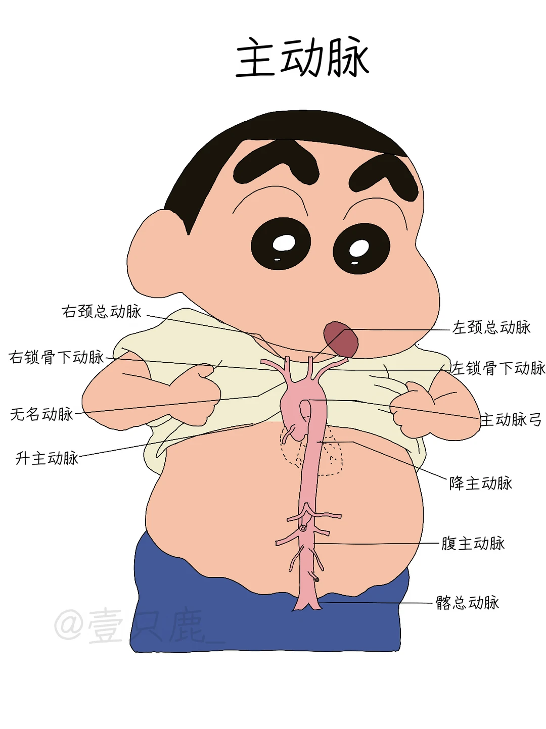 医学生笔记📝｜动脉！
