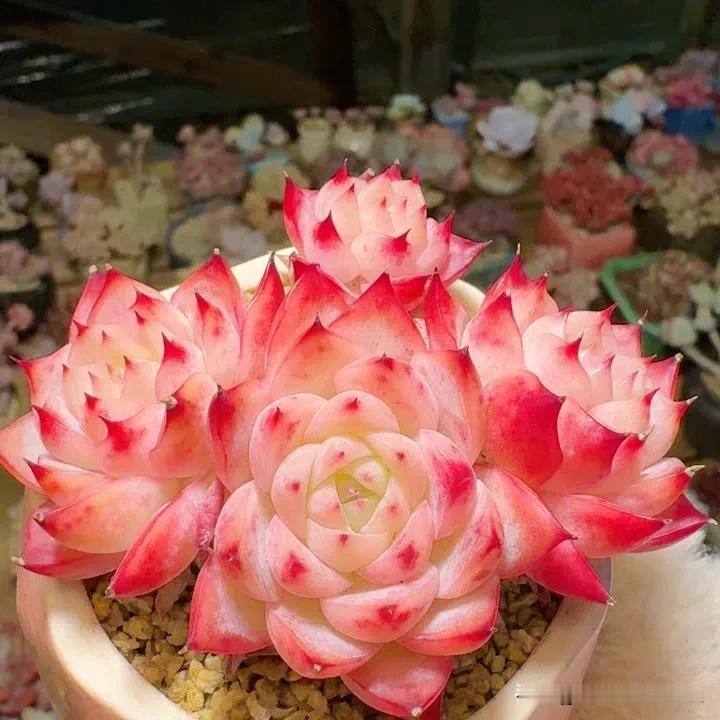 除夕美肉欣赏
1.水蜜桃  2.雪天使  3.天鹅绒
4.仙女  5.雪莲  6