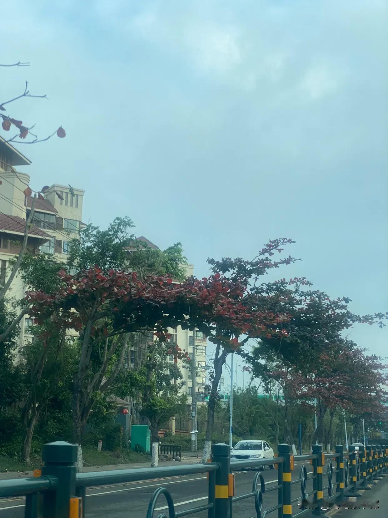 海口西海岸的街道边的树叶变红了，衬着蓝天白云格外好看。往观海台方向的那条路，似乎