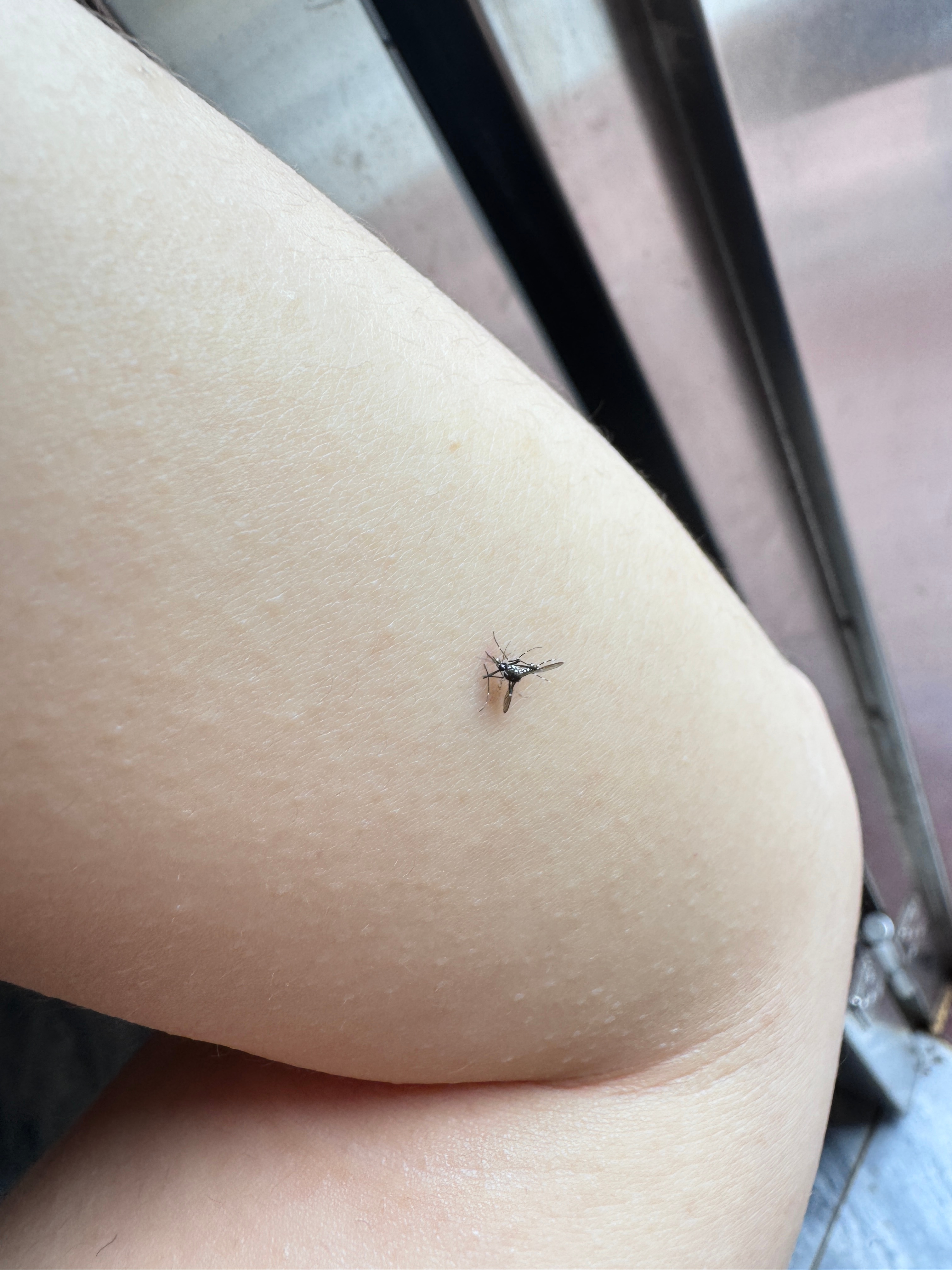 这蚊子是真的毒 ​​​