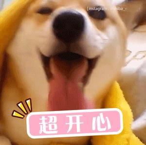 建议大家多向小狗学习像小狗一样活在当下，热烈表达爱意，受挫后能迅速摇着尾巴重整旗