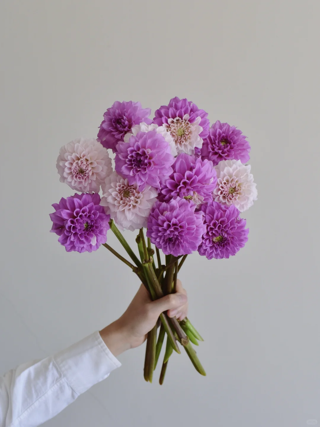 大丽花·抓破美人脸