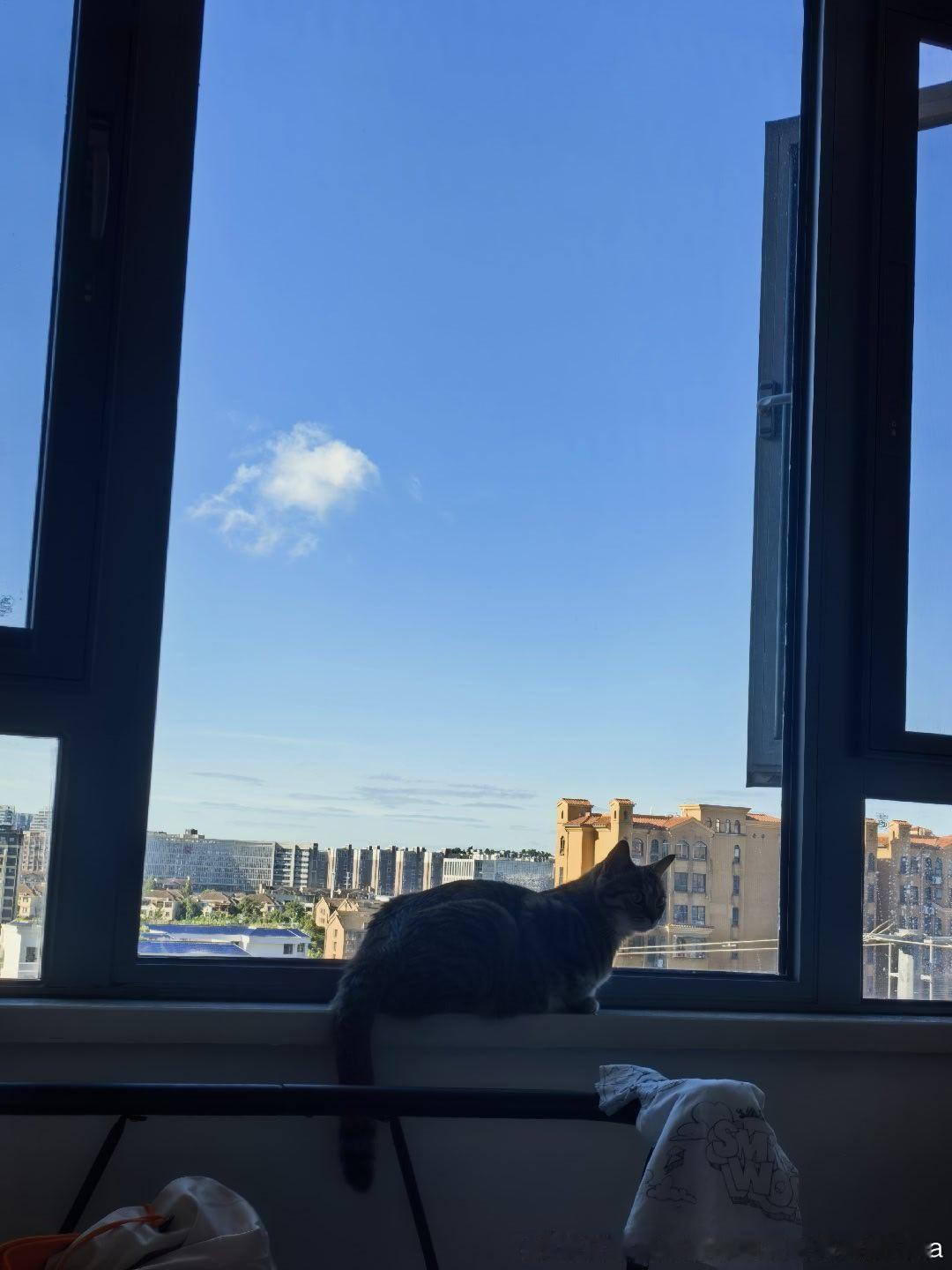 窗台上的修猫妮娜一家来福是只小狸花
