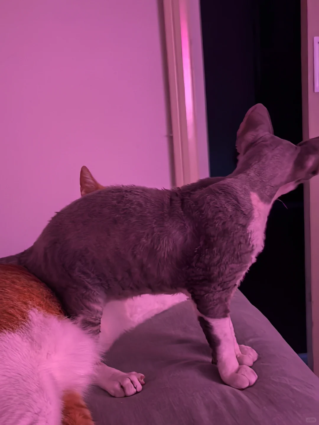 德狗有自己的沙发真皮座椅