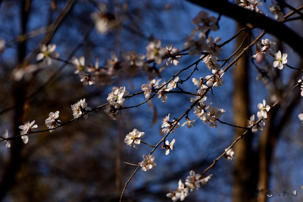 南湖公园四季掠影（七）
春季景色：