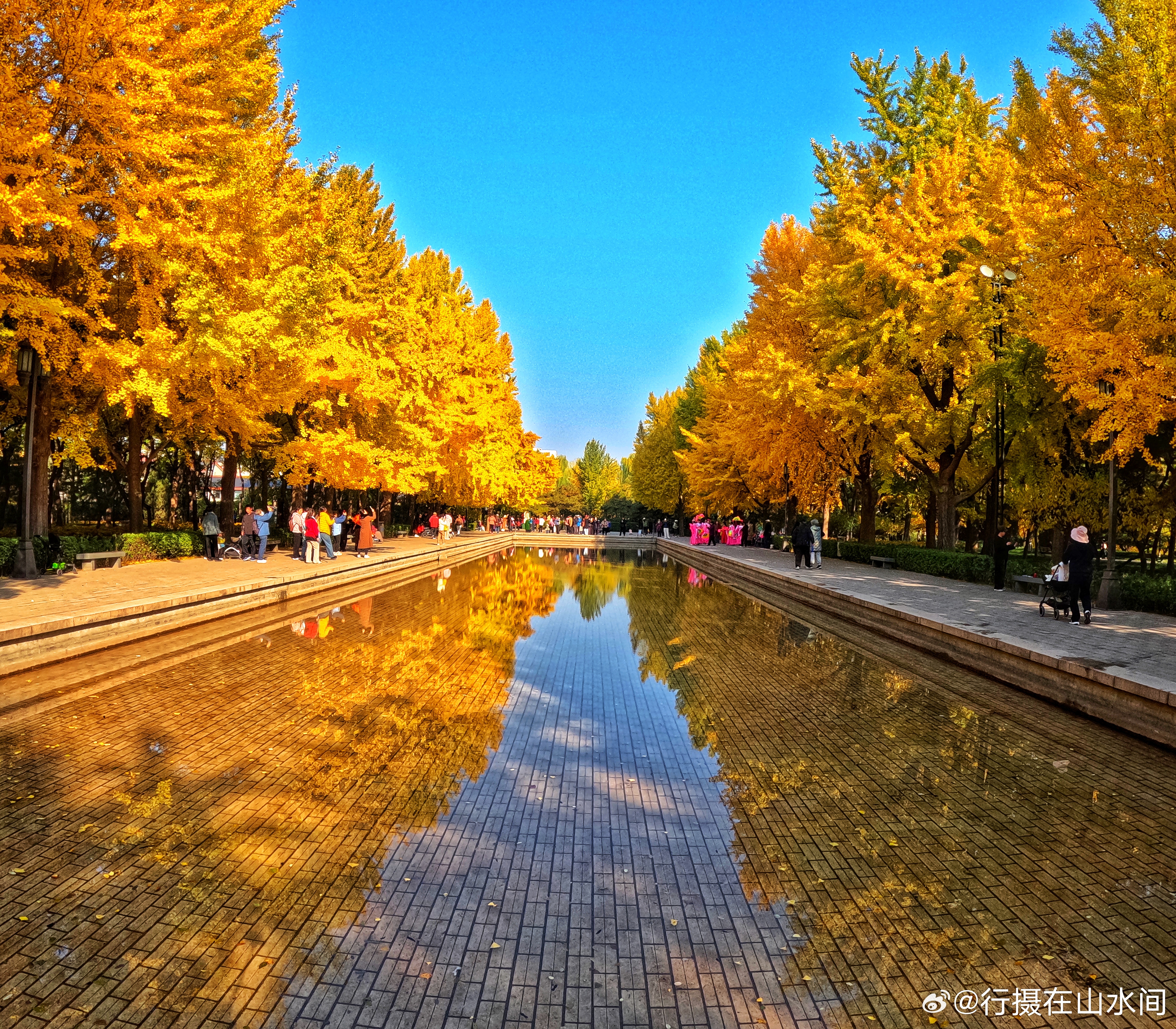 玲珑公园银杏，2025.11.4摄影