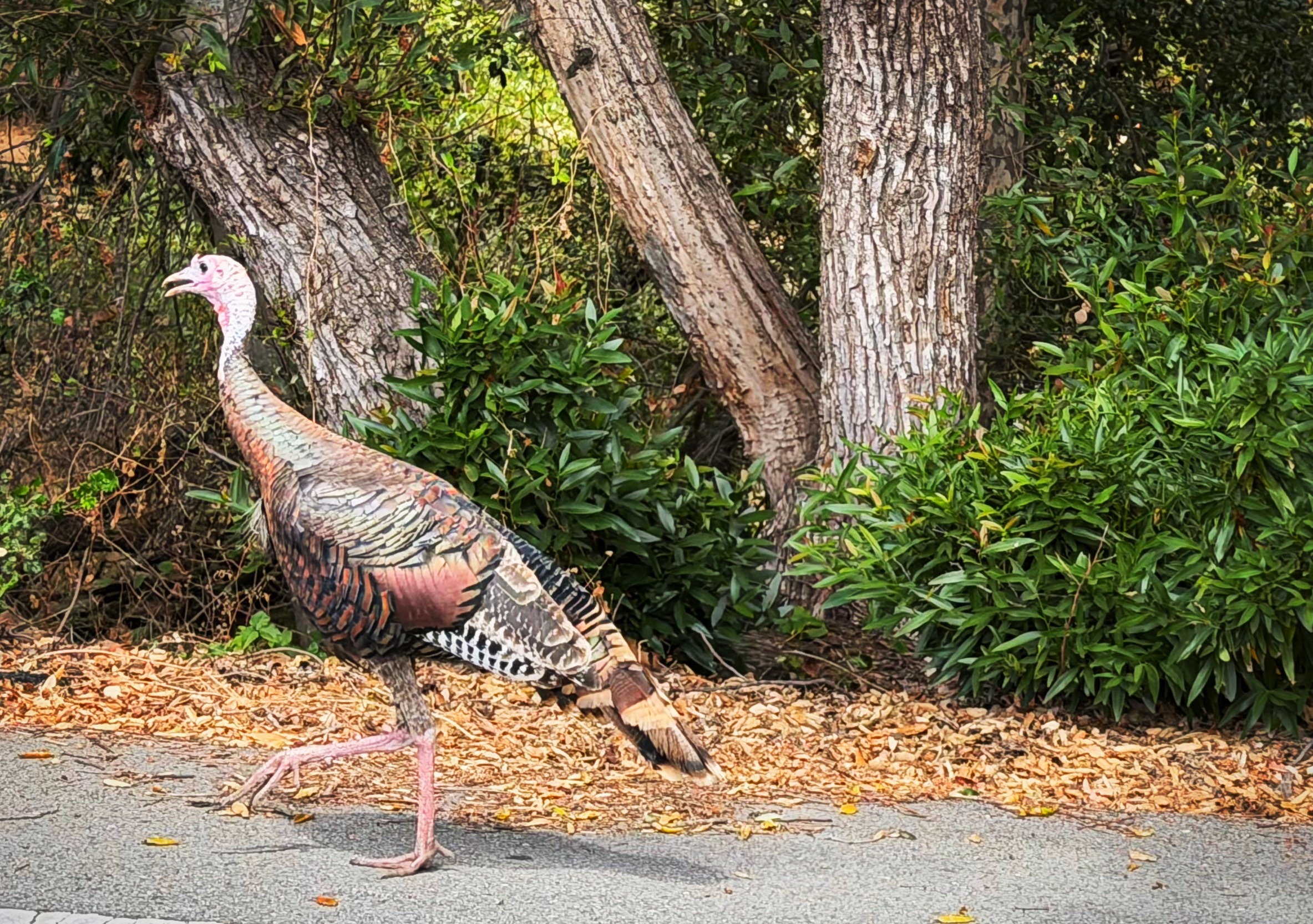 哈哈，看见几只火鸡🦃 美国·圣克拉拉