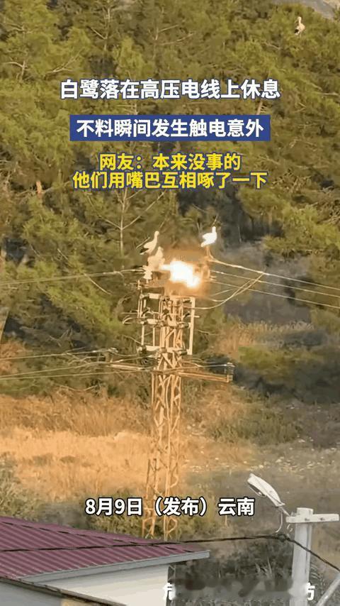 云南这一幕真的让人唏嘘不已，

彻底打破了大家的固有认知！

五只白鹭吃饱后扎堆