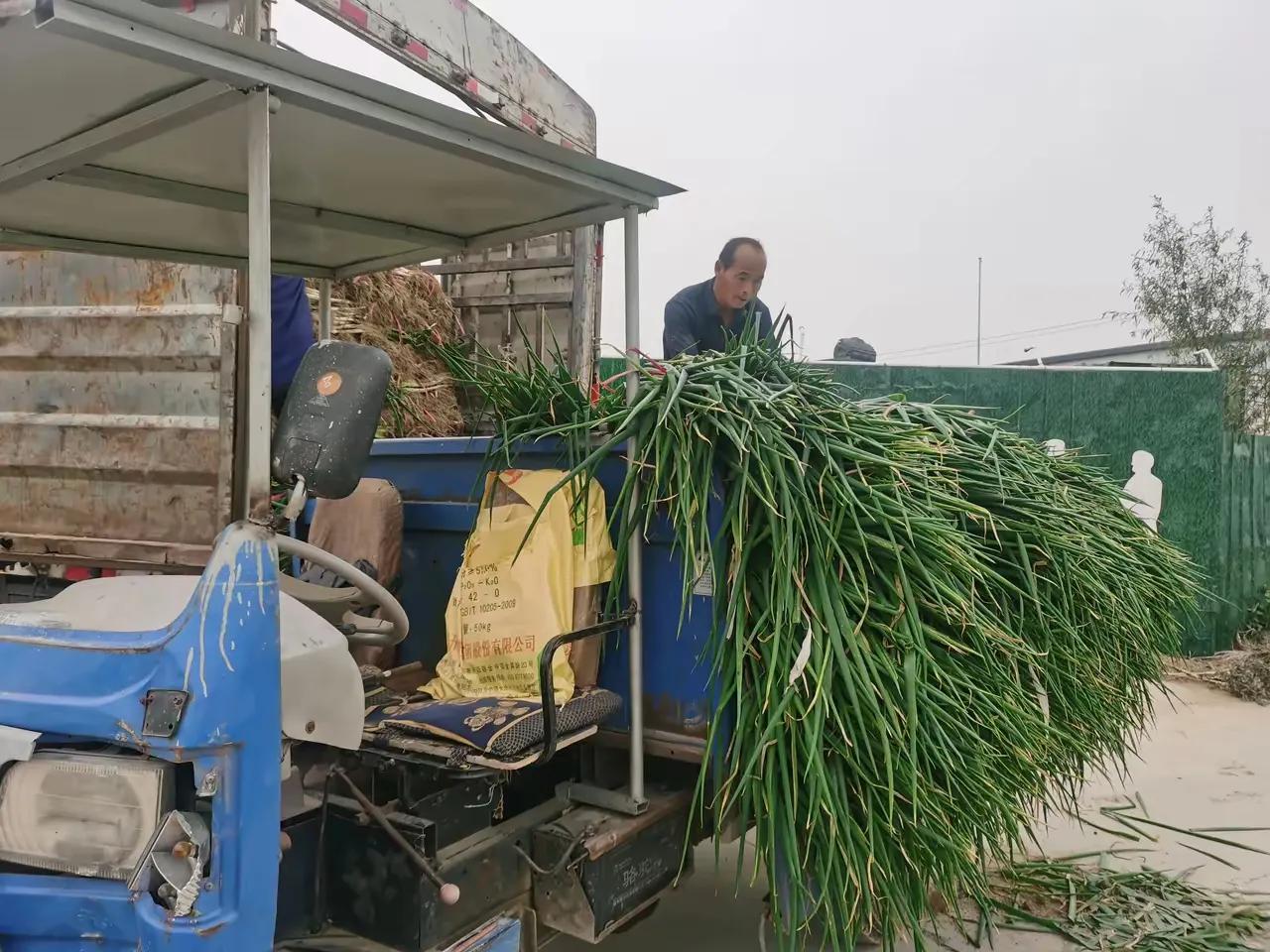 大葱产量高，可以达到6000至10000斤，在蔬菜中算产量比较高的品种，今年的价