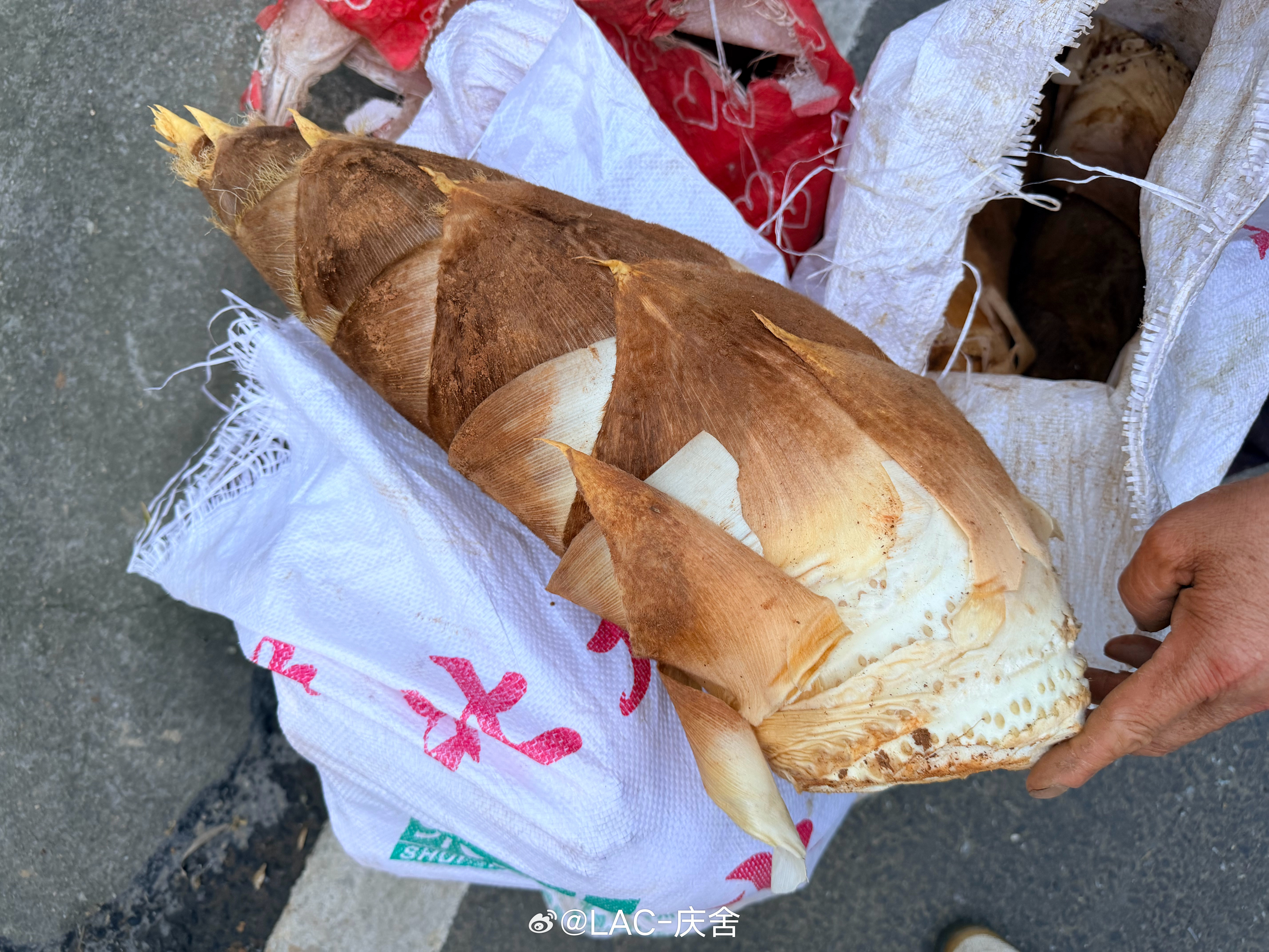 最近来浙江旅游/出差的朋友们给你们推荐一个时令菜——毛笋烧肉，嫩得像茭白似的毛笋