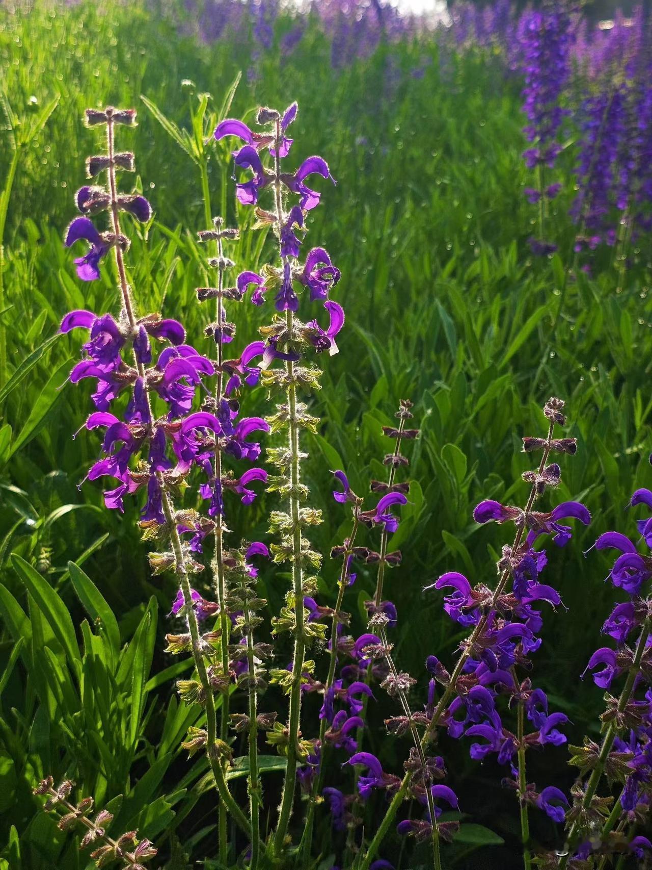 【小对联】
上：四野；
下：……？