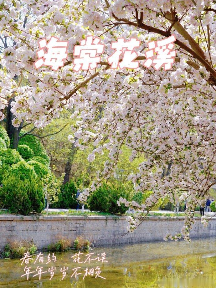 #北京生活#北京海棠品种最多、开的最好的地方，那肯定是位于元大都遗址公园内的海棠