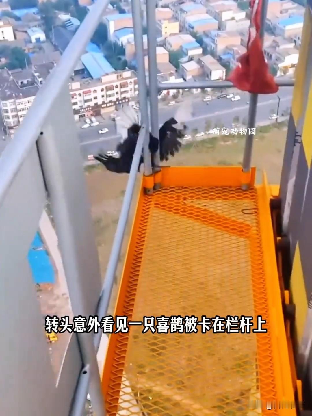 咱塔吊小哥这事儿，真给人暖得心窝子发烫！下班随手救了被困喜鹊，细心喂水喂食，真心
