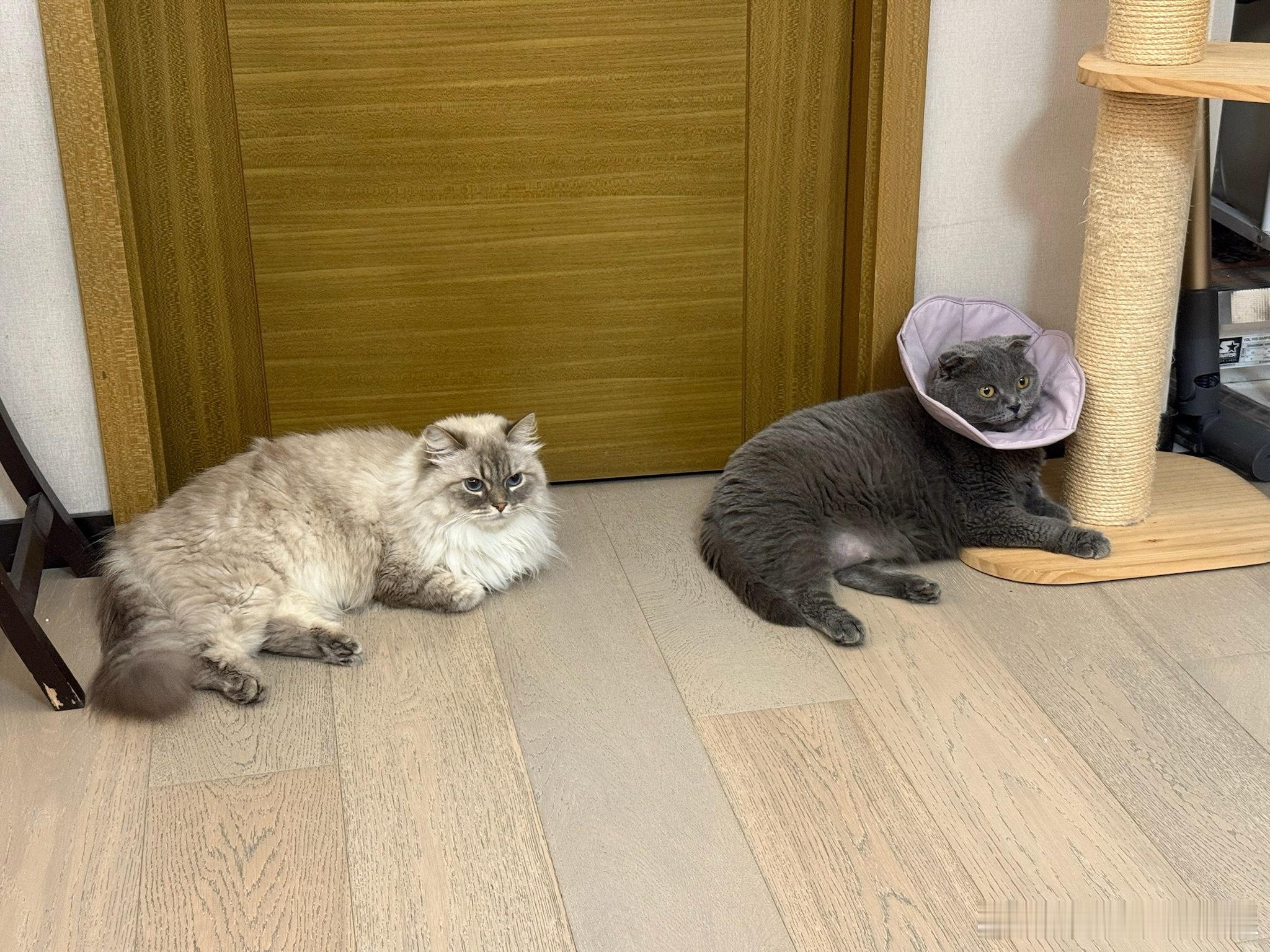 小猫小猫排排坐[开学季] ​​​