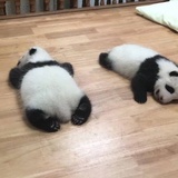 乐涵侃侃体育