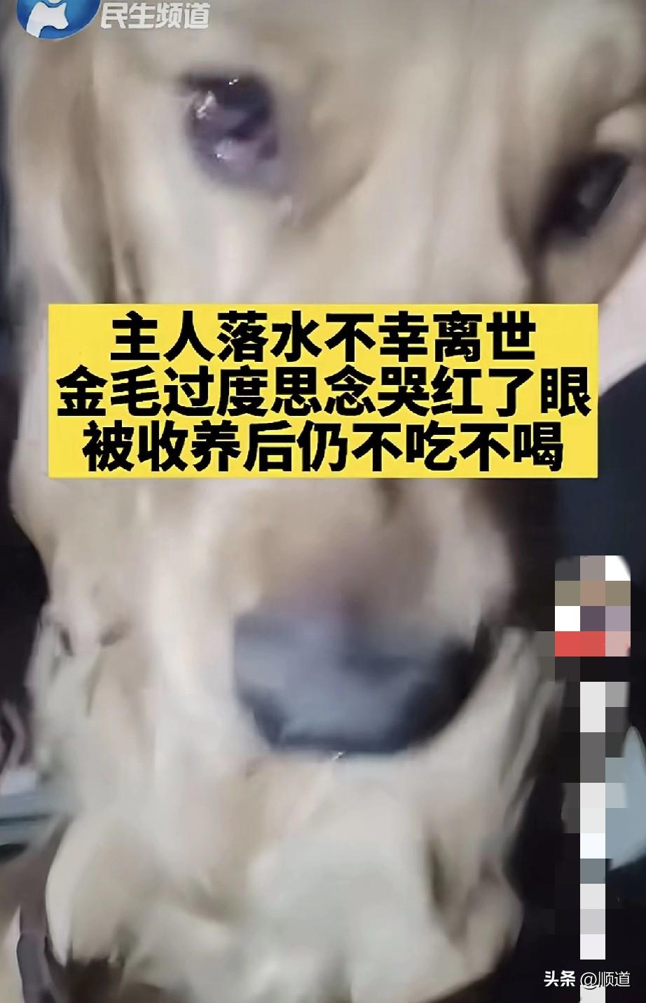 金毛的主人意外溺水身亡，它守在岸边不吃不喝成天哭。
一个好心人怕它活不下去，就收