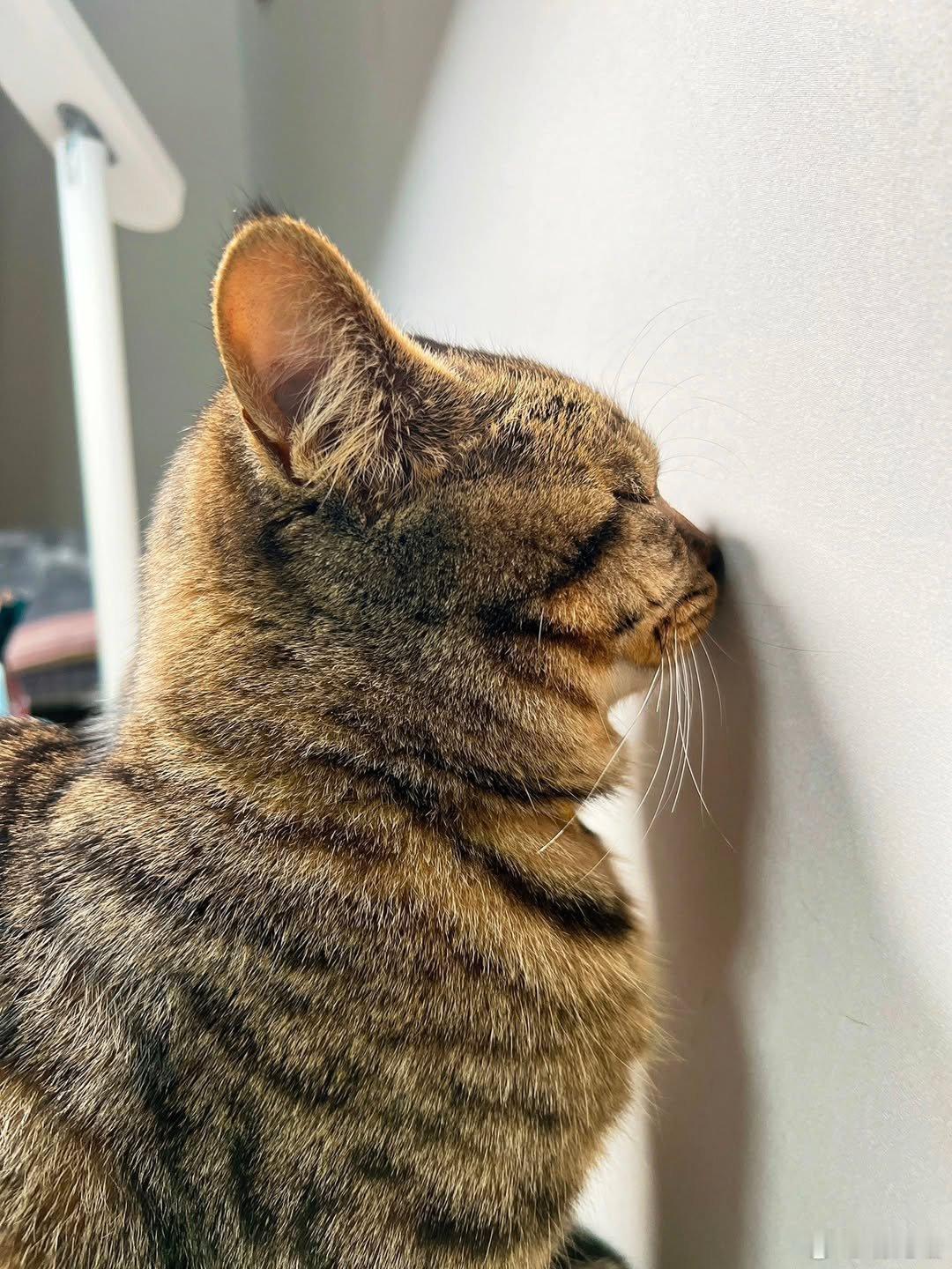小猫咪辅导作业也会头疼 