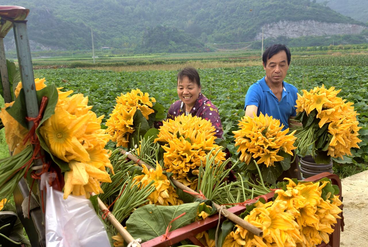 2026年4月14日，广西来宾市忻城县城关镇板村莫献明、马新兰夫妇抢抓晴好天气，