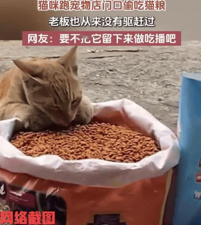 广东有家宠物店老板挺有爱心。

有一只流浪猫已经在他店门前蹭饭，老板心意温暖没有