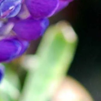 1800鲁冰花种植方法1.选地与整地：选择阳光充足、排水良好的土地，避免低洼积水