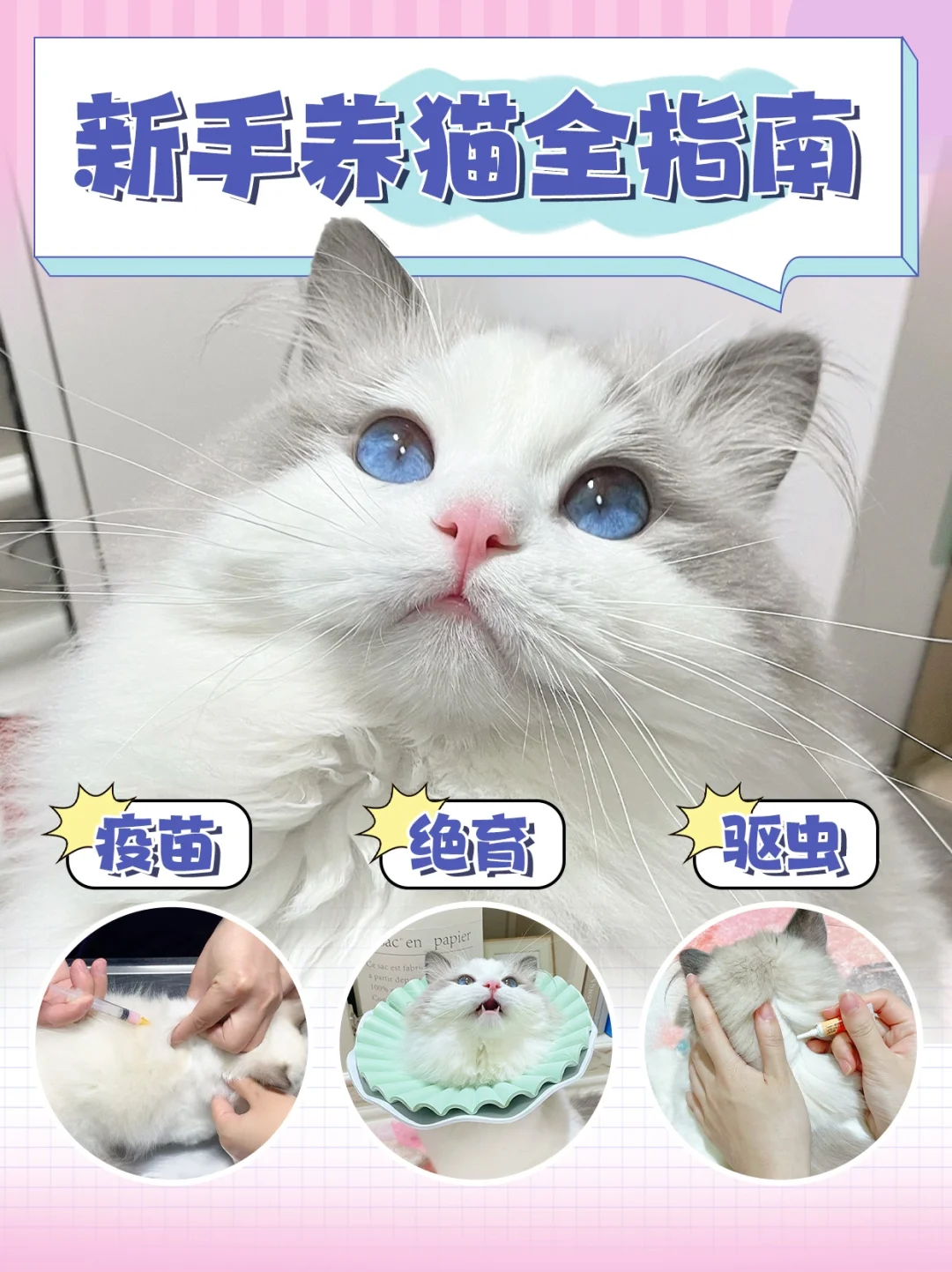 【新手养猫全指南】附接猫/疫苗/绝育/驱虫