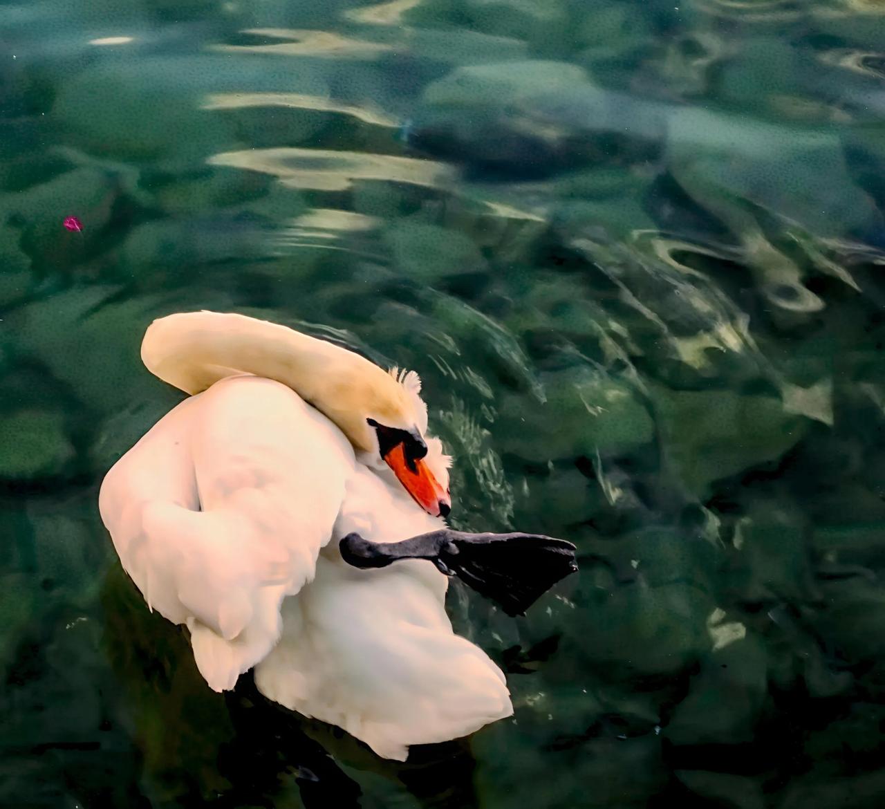 这只天鹅🦢肚子有点痒
