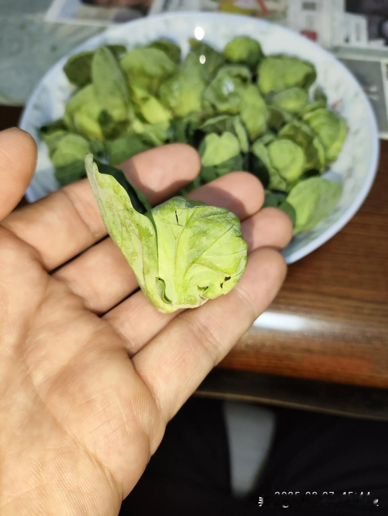 大包菜见过，像这样拇指大小的小包菜还是第一次见，哈哈，也太可爱了吧[呲牙]一颗大