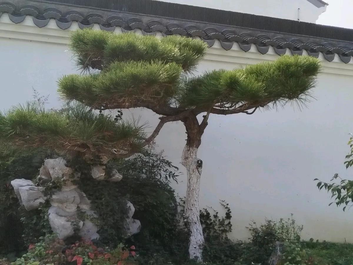 古韵园林，清风徐来；树不在于大小，适宜就好！