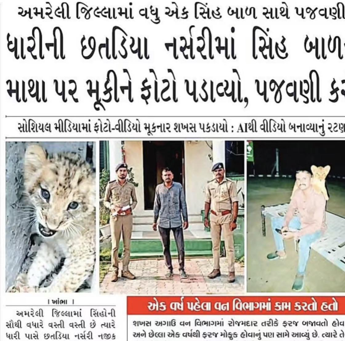 阿三撸路边小狮子被抓。在印度艾哈迈达巴德贾迪亚马，一名男子与一只幼狮玩...