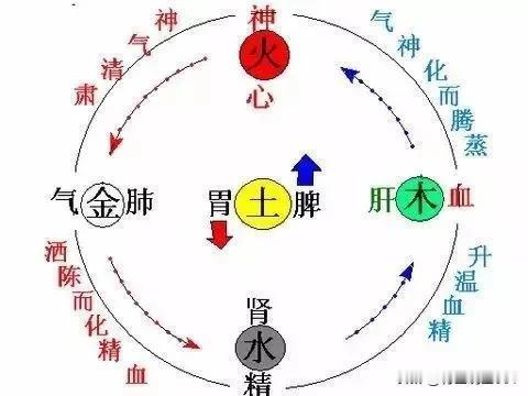 肾不好多淫，脾不好多汗，肝不好多瘤，一文带你了解身体失衡的奥秘

在快节奏的现代