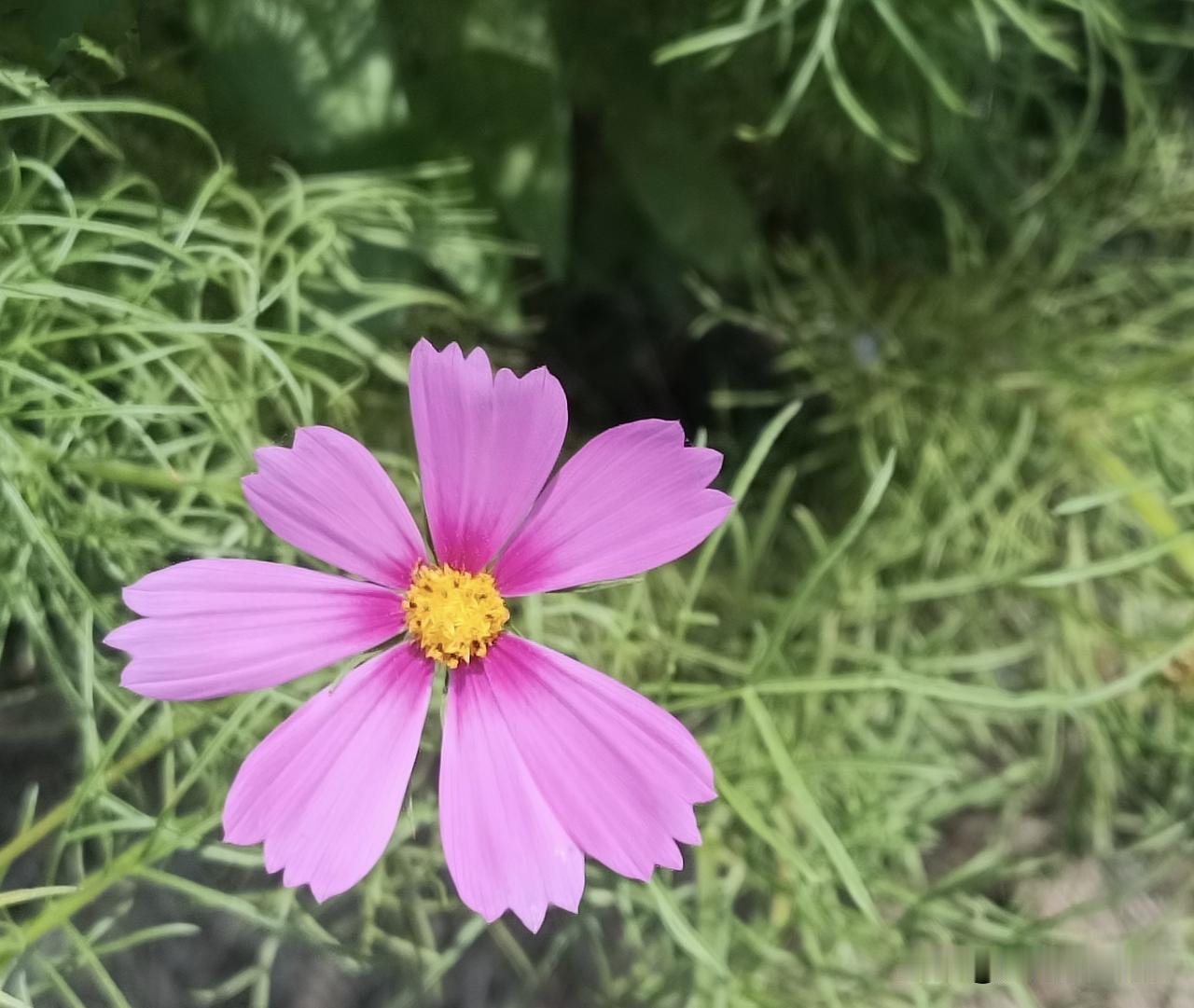 盛夏时节，绿植繁茂，百花绽放，跟着邱邱学摄影，每天学一点，喜欢就好。
“不追远方