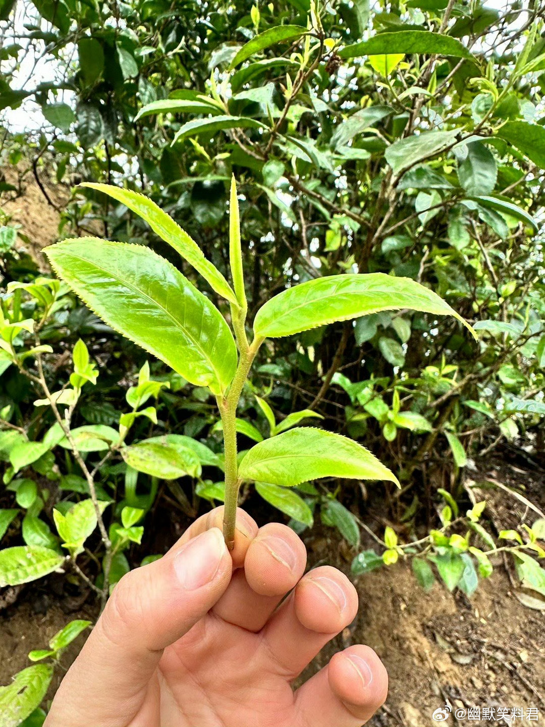 初次喝银针的感觉是“与君初相识，犹如故人归”。福鼎第三届白茶交易大会福建福鼎是世