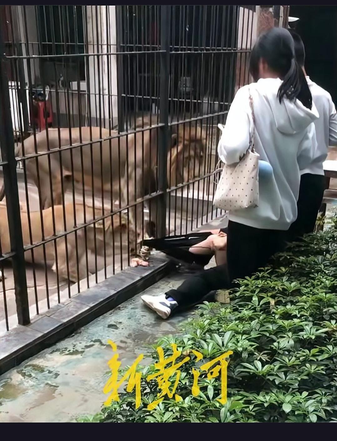 10岁女童在汕头中山公园投喂狮子，竟险些被拖进笼中！动物园安全管理漏洞究竟有多大