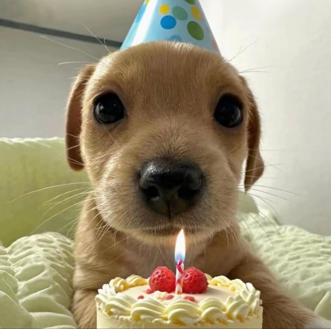 我的狗狗生日快乐啦啦啦