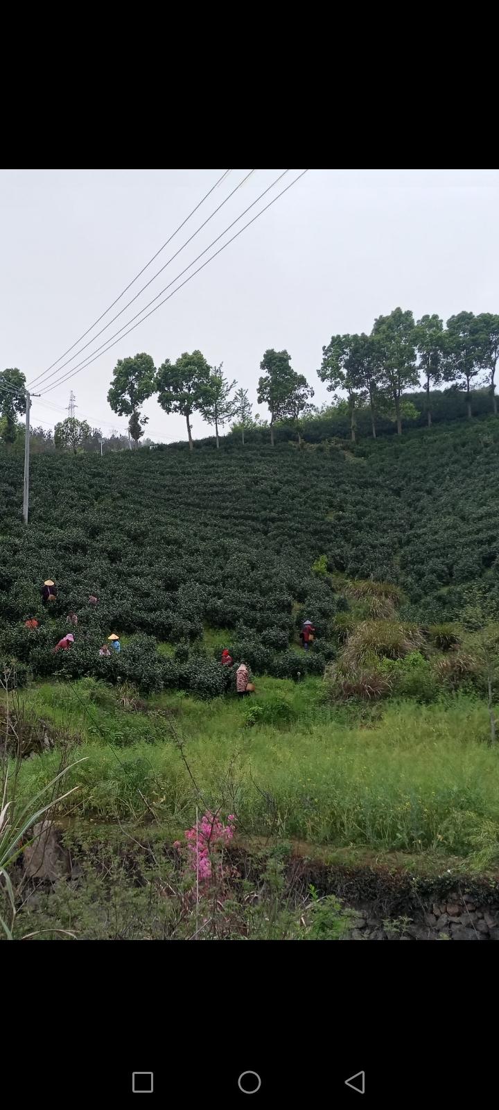 《乡镇项目乱象叹》

枫林红叶

政绩催驱项目忙，

一窝蜂起乱农桑。

扩规反
