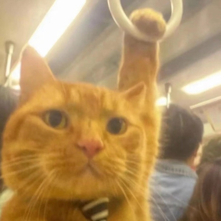 婴儿快窒息时被小猫救下宝妈发声 咪咪队立大功！！！ 