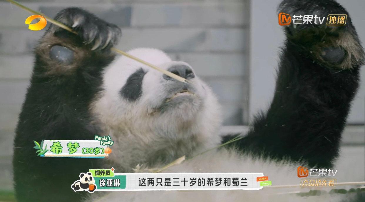 #康养区的老年大熊猫#饲养员们真的是超级用心，真的努力给每一个大熊猫都提供良好的