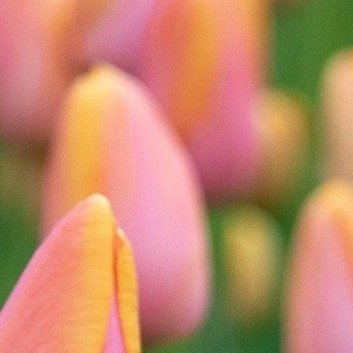 真正让人变好的选择，过程都不会很舒服。你明知道躺在床上睡懒觉更舒服，但还是一早就