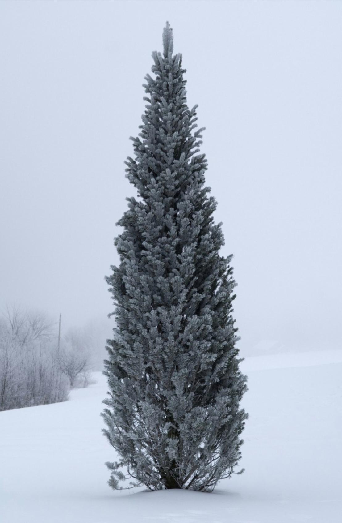 上联，秋霜摧黄叶，请对下联冬雪卷青松