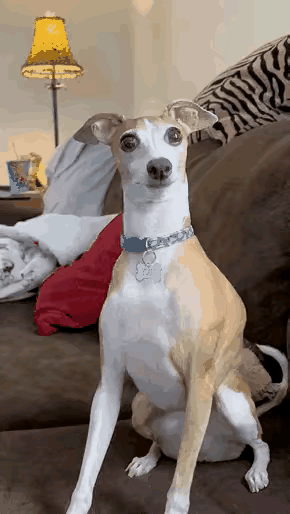 雅诗兰黛大眼睛，布灵布灵的。