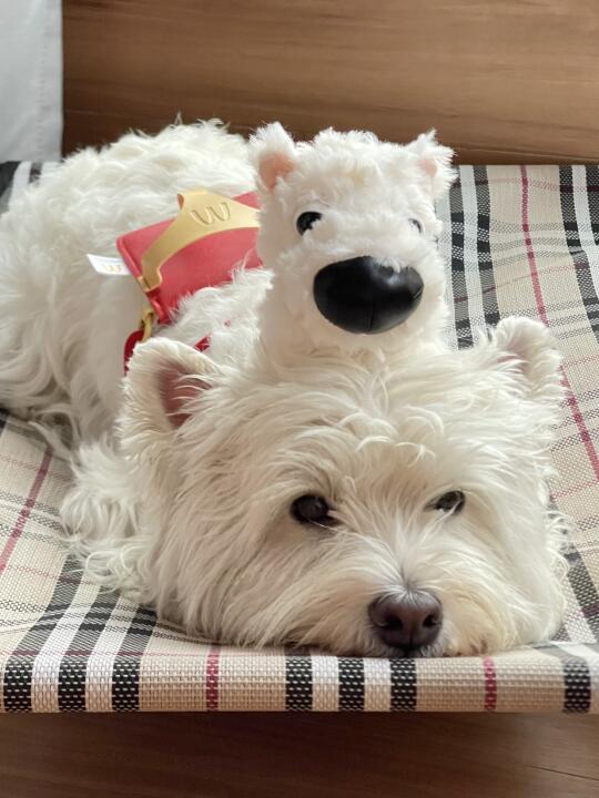 麦当劳这个大头狗怎么鼻子比本体还大